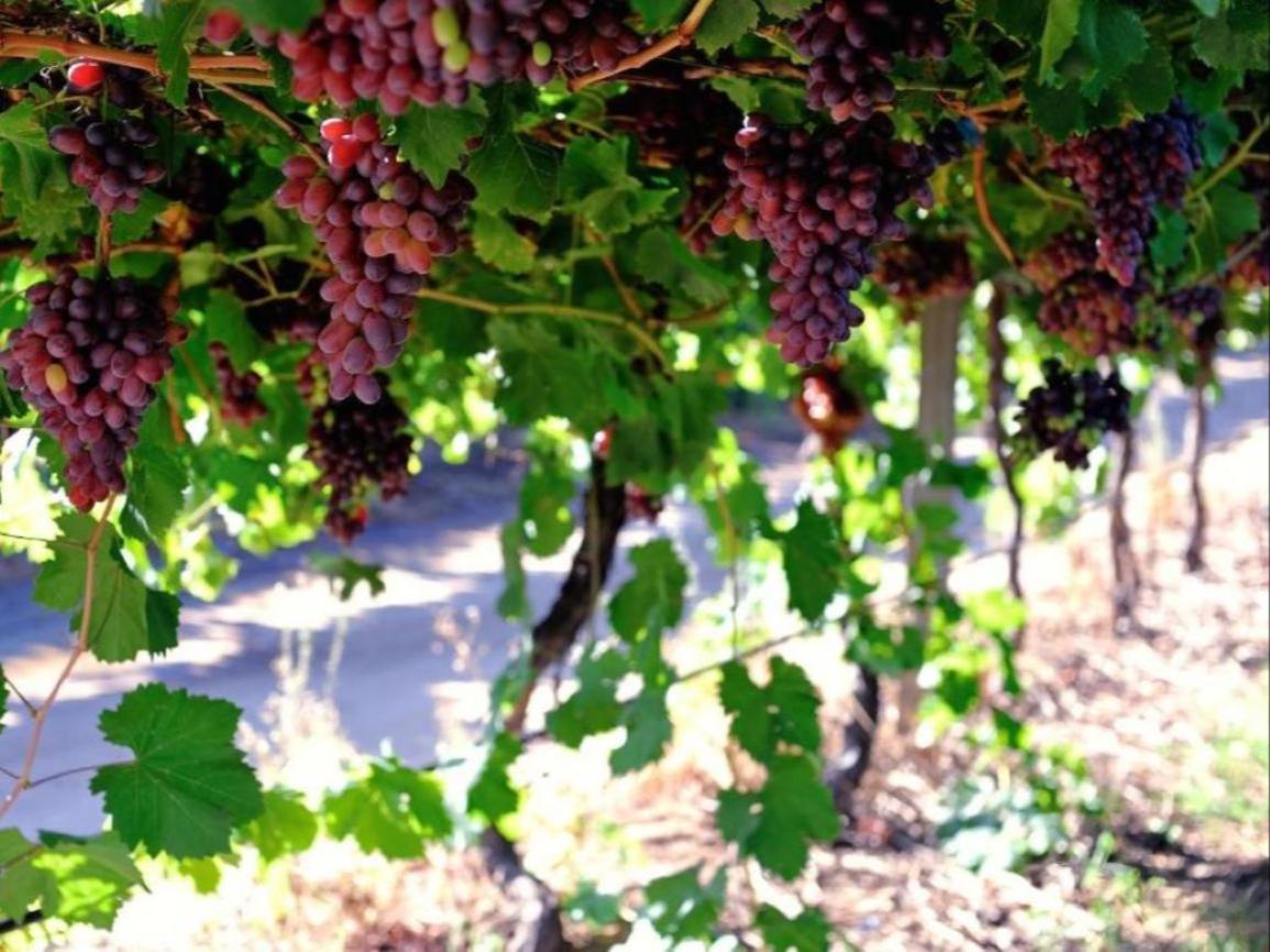 Mymering Wine & Guest Estate Ladismith Zewnętrze zdjęcie